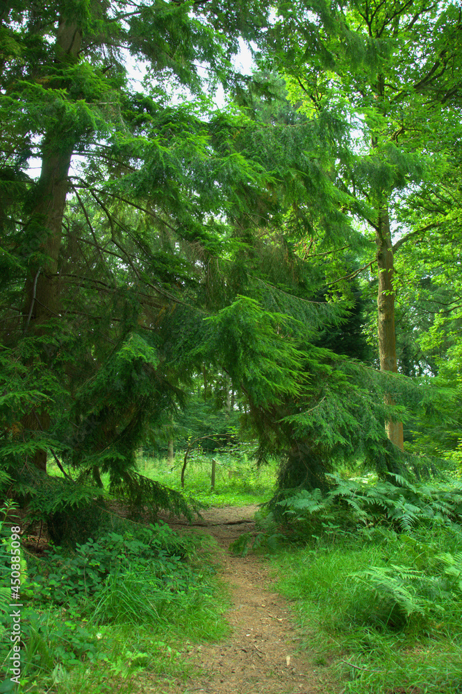 Footpath in the forest Footpath in the forest