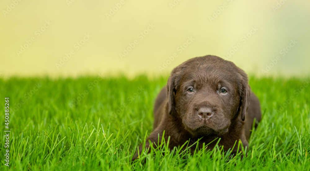 Chocolate Labrador Retriever puppy lying on green summer grass. Empty space for text