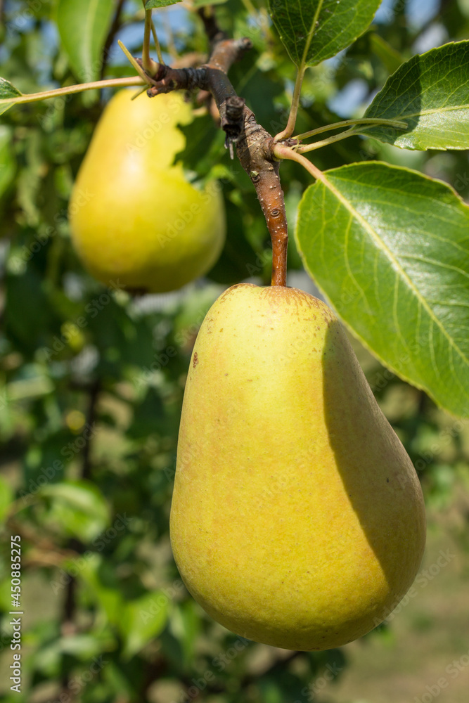 Juicy ripe yellow pears on a branch with green leaves close-up with a blurred background on a bright sunny day. Concept-gardening and harvest Juicy ripe yellow pears on a branch with green leaves close-up with a blurred background on a bright sunny day. Concept-gardening and harvest