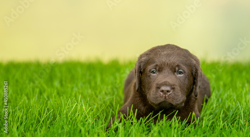 Chocolate Labrador Retriever puppy lying on green summer grass. Empty space for text
