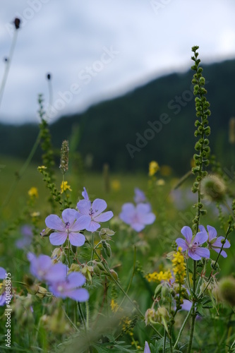 Alpine meadows. A meadow of flowers among the mountains. Sunny day.