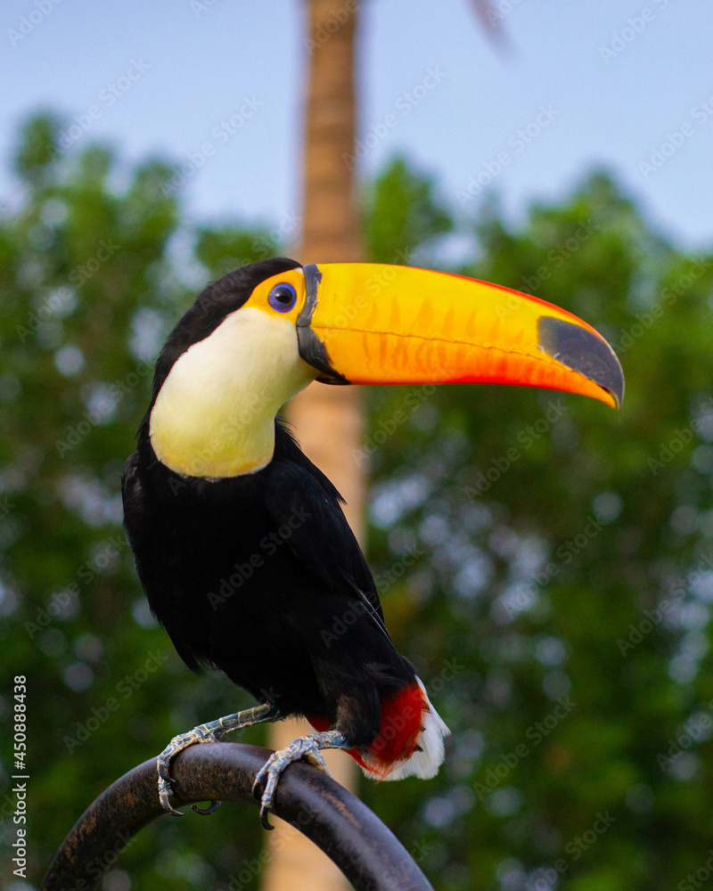 Naklejka premium toco toucan.