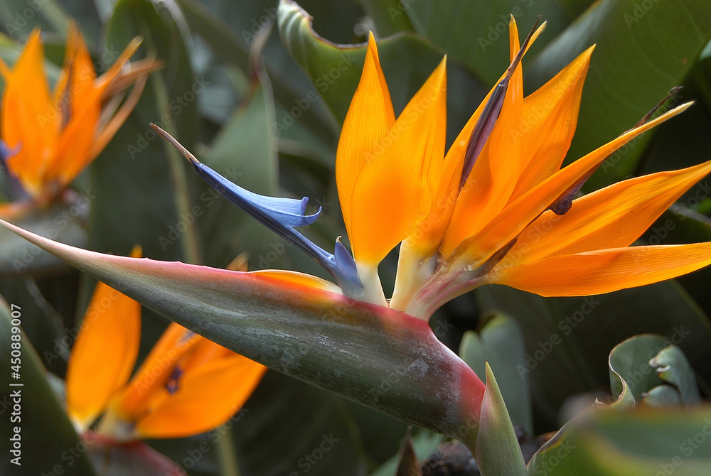 Esterlicias o flores del paraíso en Canarias Esterlicias o flores del paraíso en Canarias