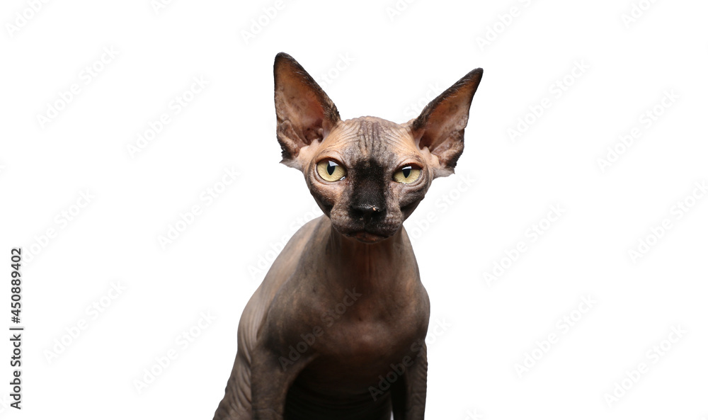 Beautiful naked cat in front of a white background