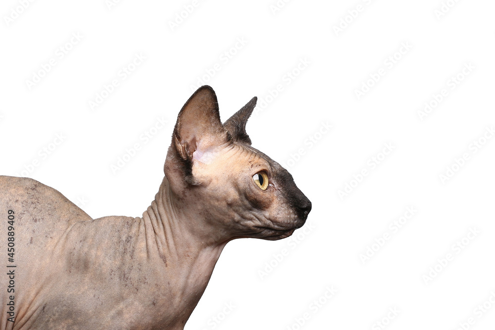 Beautiful naked cat in front of a white background Beautiful naked cat in front of a white background