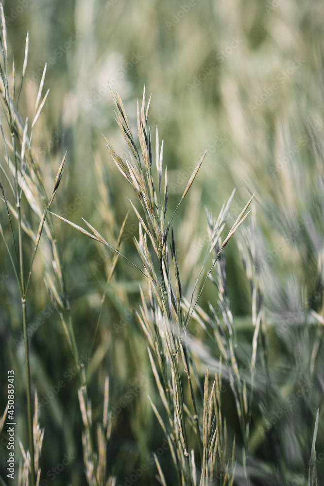 Background photo of green grass in summer Background photo of green grass in summer