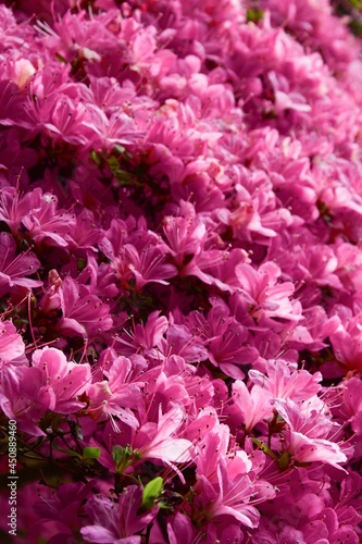 Full frame photo of pink flowers in spring