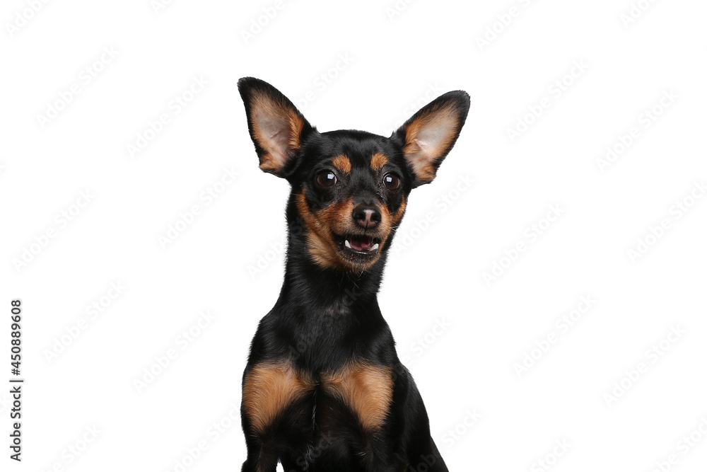 Beautiful dog in front of a white background Beautiful dog in front of a white background