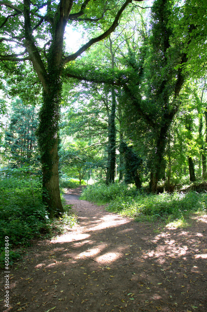 Fototapeta premium Footpath in the woods