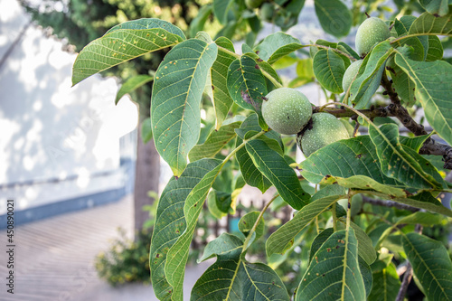 green walnut surrounded by walnut leaves