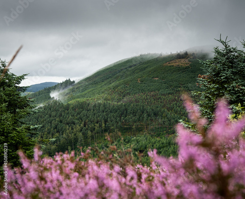 Kilbroney Forest Park in Northern Ireland photo