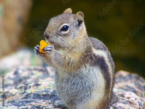 Fényképezés chipmunk eating a cracker in Rocky Mountain National Park