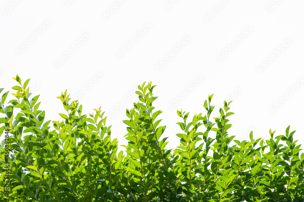 Fresh Green Foliage on Bright Background