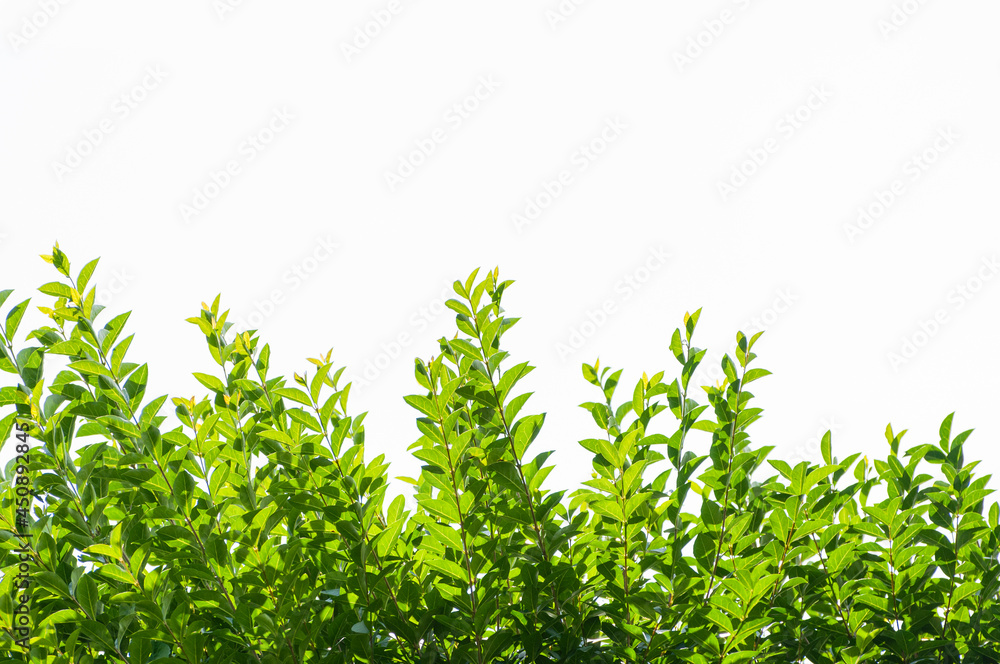 Fresh Green Foliage on Bright Background Fresh Green Foliage on Bright Background