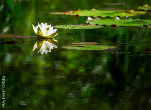 White water lilly blossom in a pond