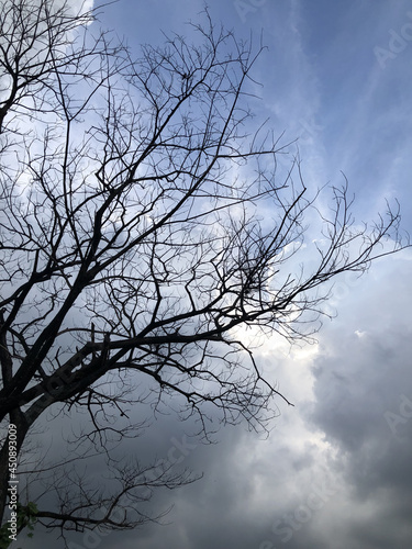 tree and sky © SUPAKORN