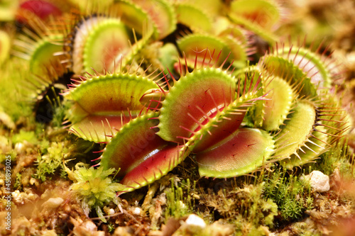 Venus Carnivorous Plant