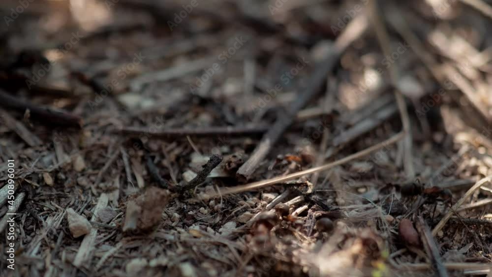 group of insects Forest ants Formica rufa working in an anthill close-up. 4k group of insects Forest ants Formica rufa working in an anthill close-up. 4k