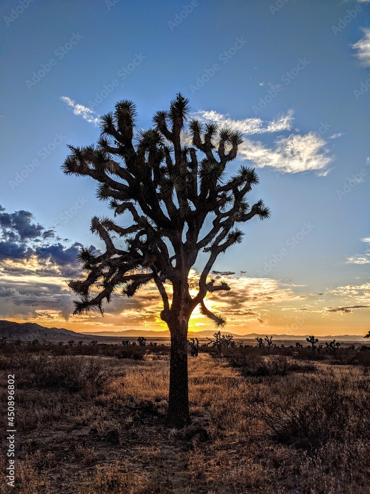 Obraz premium Joshua tree desert sunset