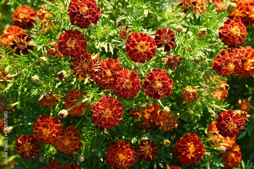 red and yellow flowers