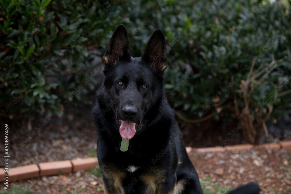 German Shepherd Dog German Shepherd Dog