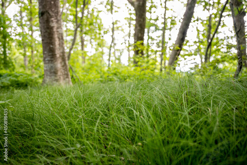 Grassy field in small bald area in forest
