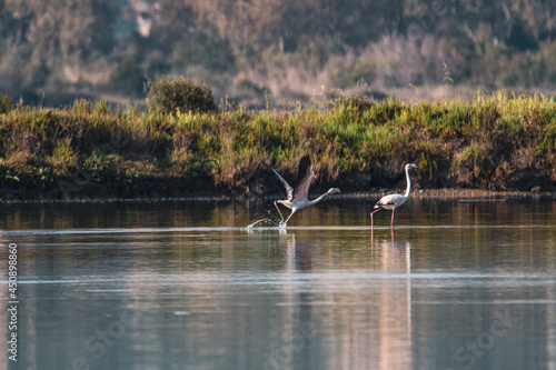 Wildlife scenery view with beautiful birds and flamingos at sunset