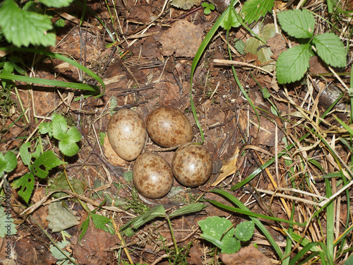 Laying of forest bird eggs in the nest on the ground in the summer forest. Bird eggs,
