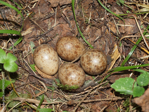 Laying of forest bird eggs in the nest on the ground in the summer forest. Bird eggs,