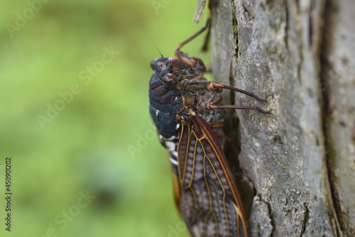 Large brown cicada (Graptopsaltria nigrofuscata). A large cicada with brown opaque wings.  © tamu