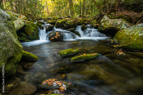 Fototapeta Naklejka Na Ścianę i Meble -  Leaves Cling to Rocks in Rushing Creek