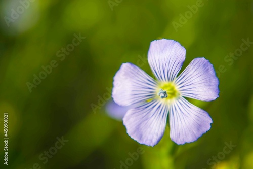 Flax flower close-up, on a green blurred background.