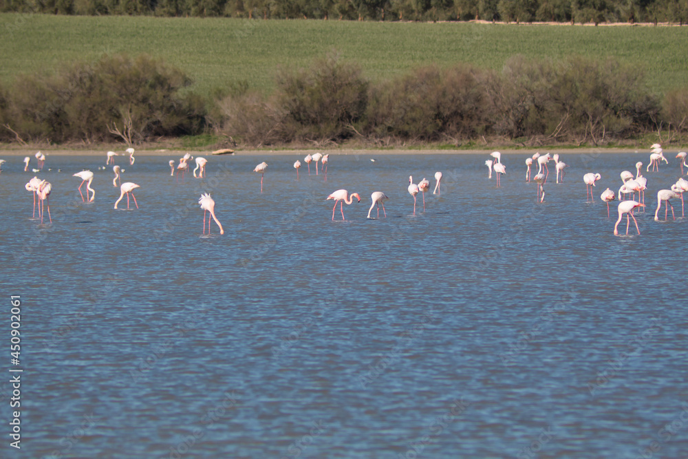 Landscape with a lagoon full of flamingos with trees and grass on the horizon. Scientific name Phoenicopterus.