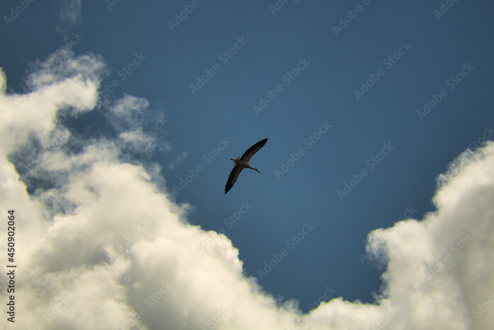 Stork silhouette flying at high altitude in a blue sky with clouds. Scientific name ciconia ciconia. Stork silhouette flying at high altitude in a blue sky with clouds. Scientific name ciconia ciconia.