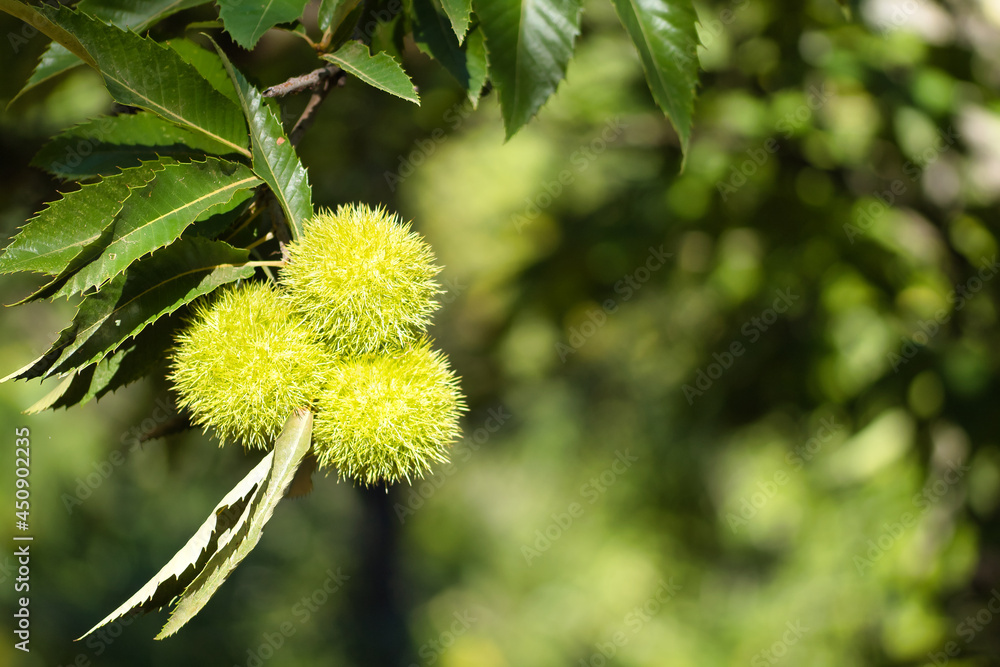 Detail of a group of three chestnuts still green inside their hedgehog on the branch of a chestnut tree. Detail of a group of three chestnuts still green inside their hedgehog on the branch of a chestnut tree.