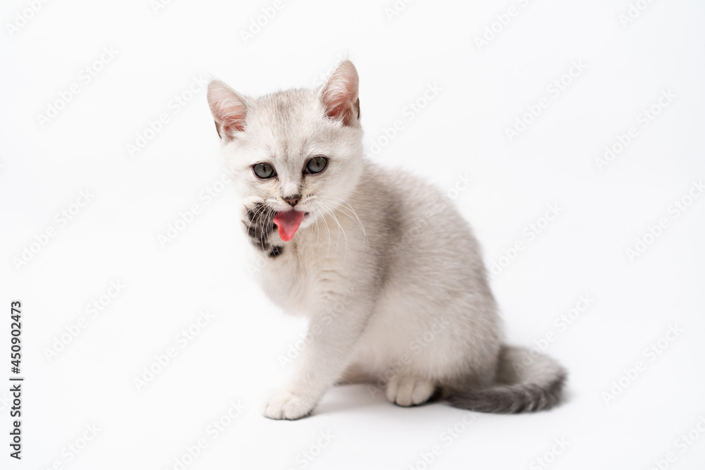 white and gray kitten on a white background, isolated