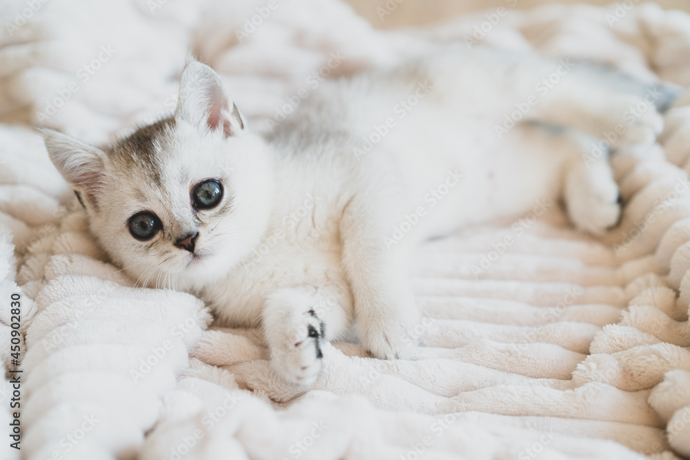 a beautiful white Scottish kitten lies on a white plush blanket