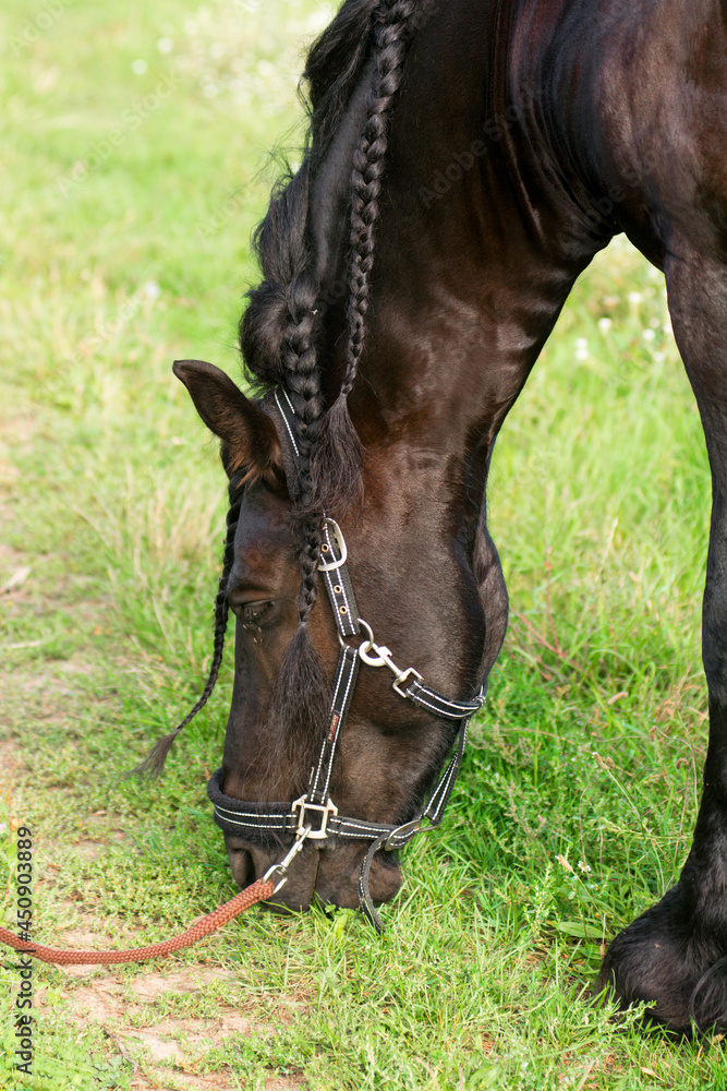 Obraz premium Bay horse. The horse is grazing in the meadow