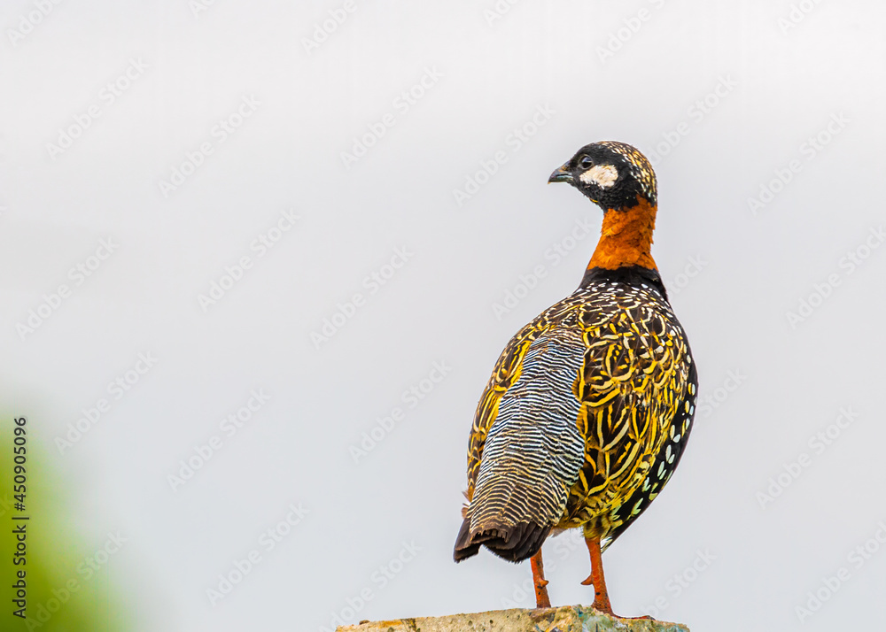 Samolepka Texture of a black francolin