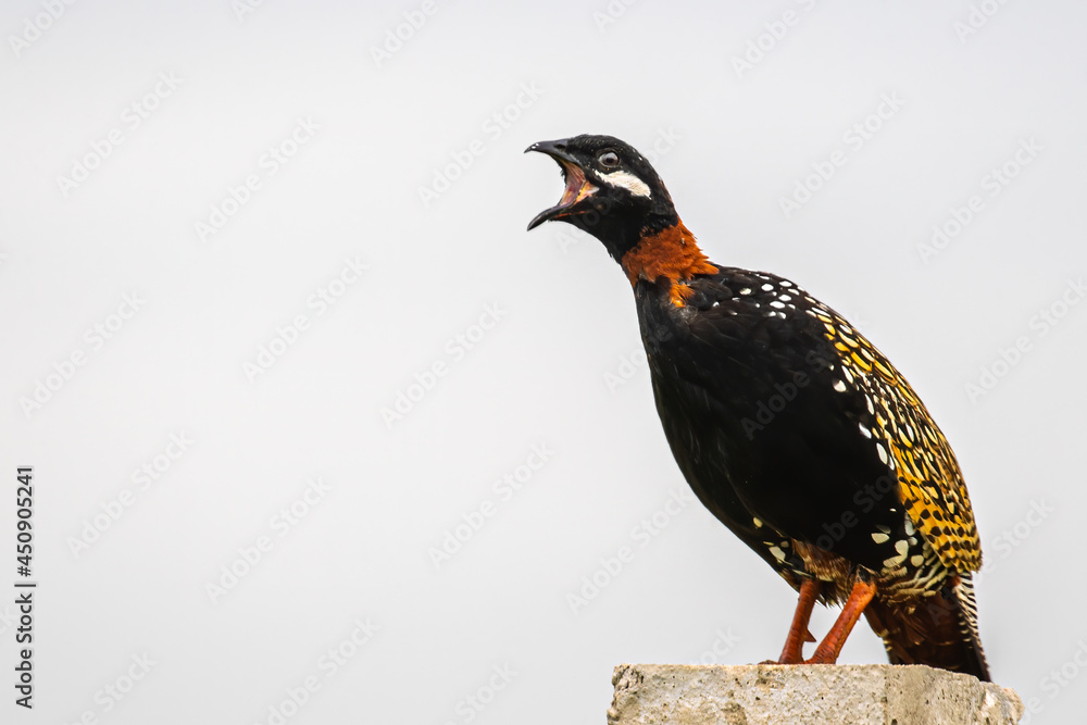 Fototapeta premium Black Francolin giving a call
