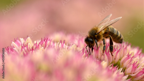Macro of honey bee (Apis) feeding on sedum flower seen from profile in France