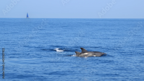 Dolphins swim in the italian sea in front to Elba island with a catamaran in background
