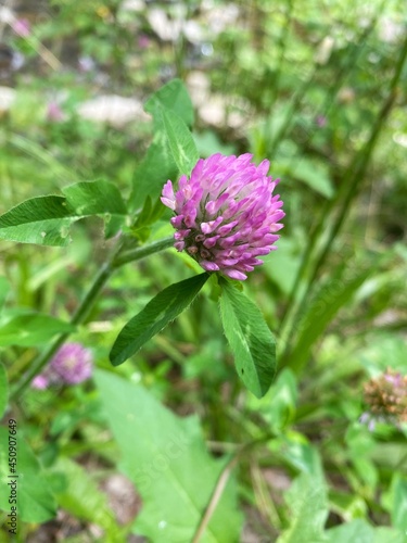 Wildflower in forest