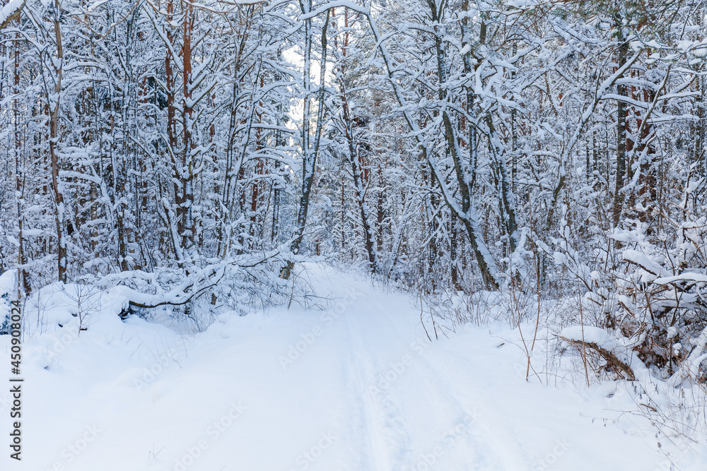 Fototapeta premium Winter woods, snowy mood. Cloudy day.