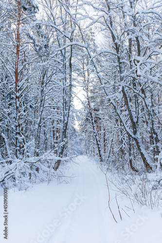Winter woods, snowy mood. Cloudy day. © yegorov_nick