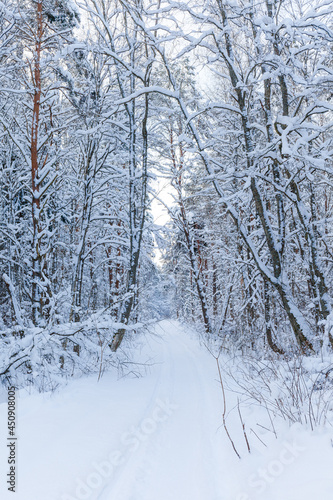 Winter woods, snowy mood. Cloudy day.