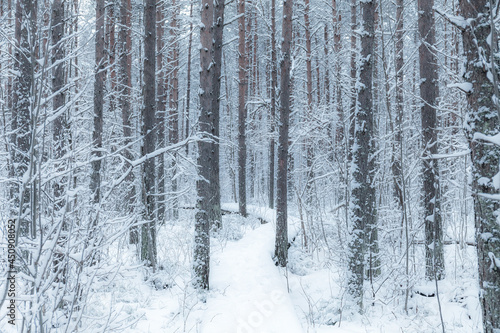 Winter woods, snowy mood. Cloudy day.