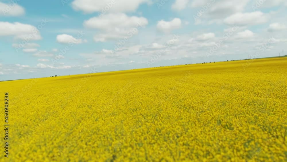 Aerial FPV shot of beautiful white golden wheat rural field in sunny summer weather. Agricultural wheat cultivation. Flower field. Natural background. Aerial FPV shot of beautiful white golden wheat rural field in sunny summer weather. Agricultural wheat cultivation. Flower field. Natural background.