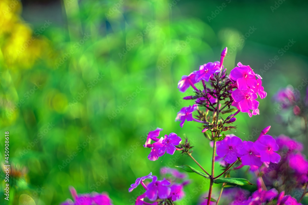 phlox among the grass in the garden phlox among the grass in the garden
