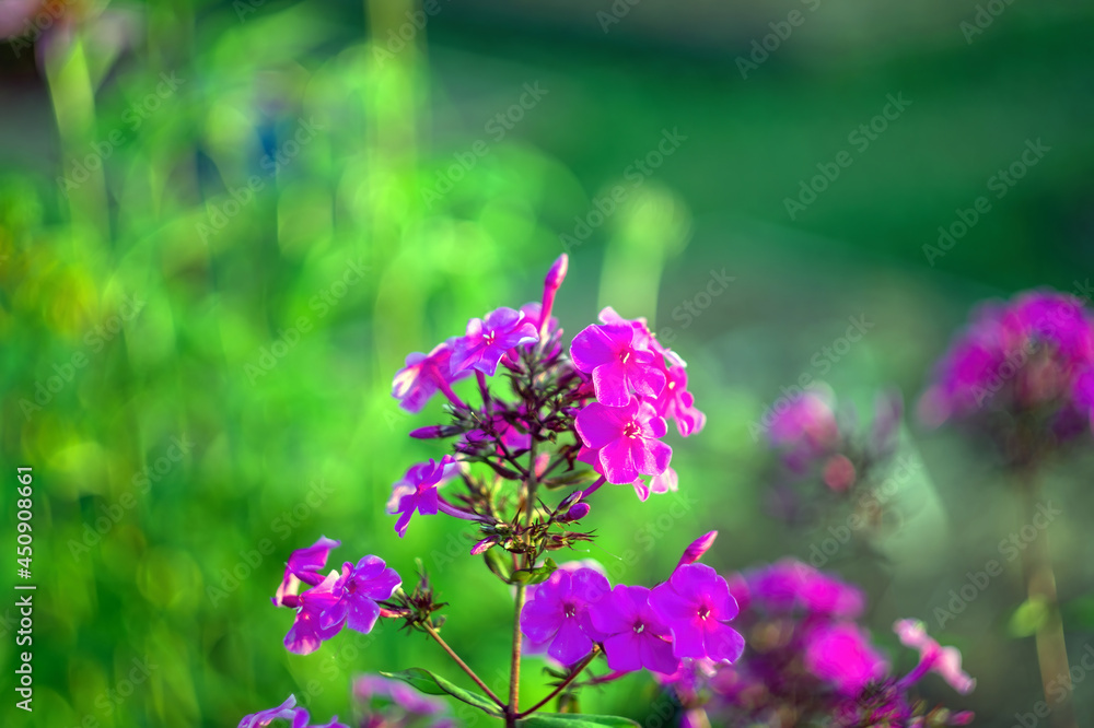 phlox among the grass in the garden phlox among the grass in the garden